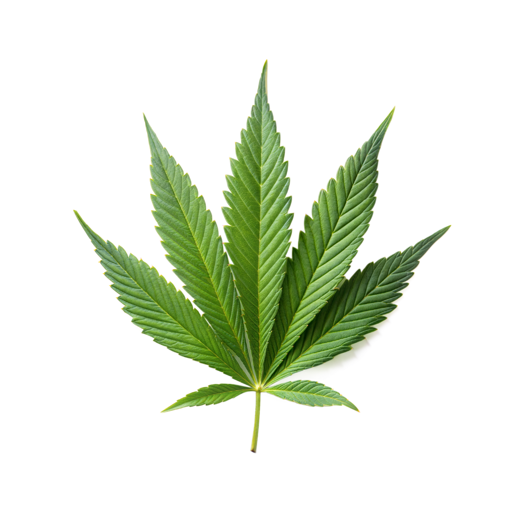 medical 7 cbd logo 5 medical 7 cbd logo 5